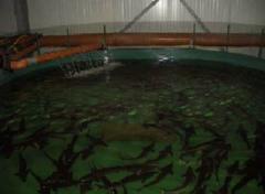 Introduction of innovations in fishery